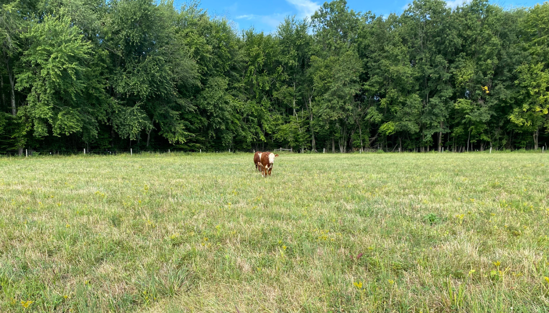 A cow in a grassy field