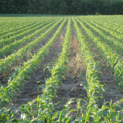 Farm field