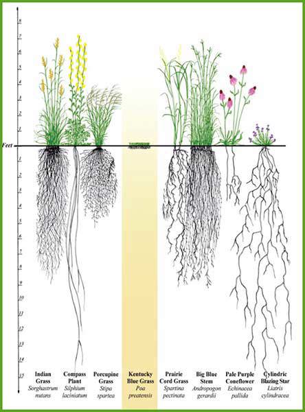 native plant roots